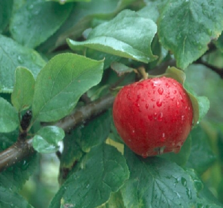Malus domestica 'Huvitus'